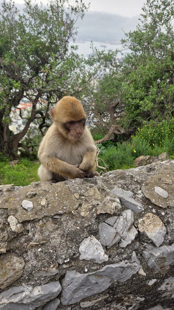 A large male macaque, 'The Boss'