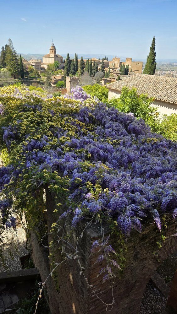 Wisteria in full bloom at the Alhambra