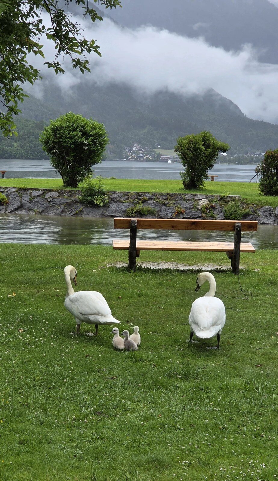 Swans and cygnets by the lake