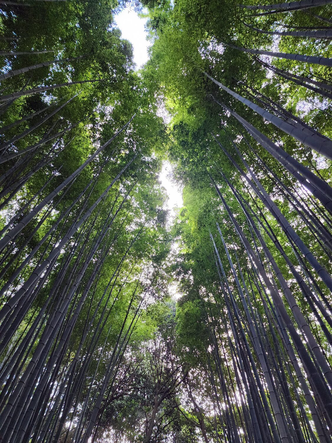 The Arashiyama bamboo grove