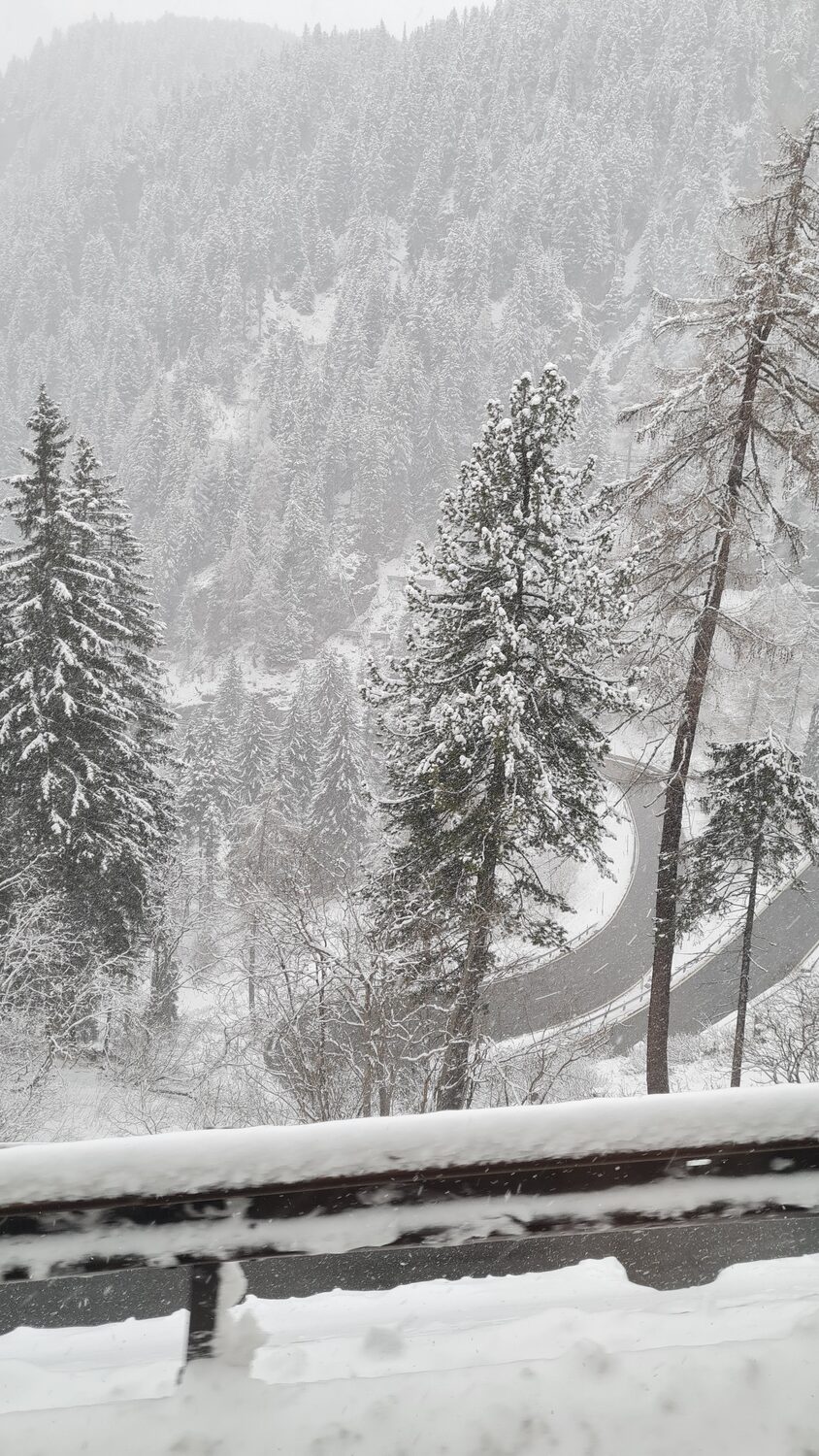 Heavy snow on the trees