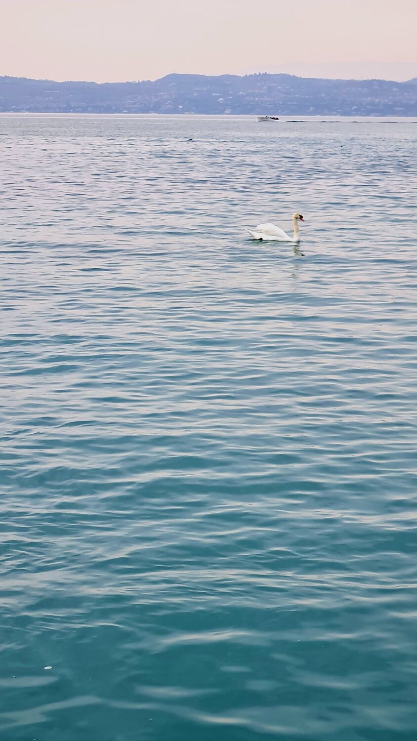 A swan on Lake Garda