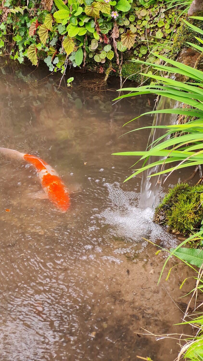 Koi in a stream