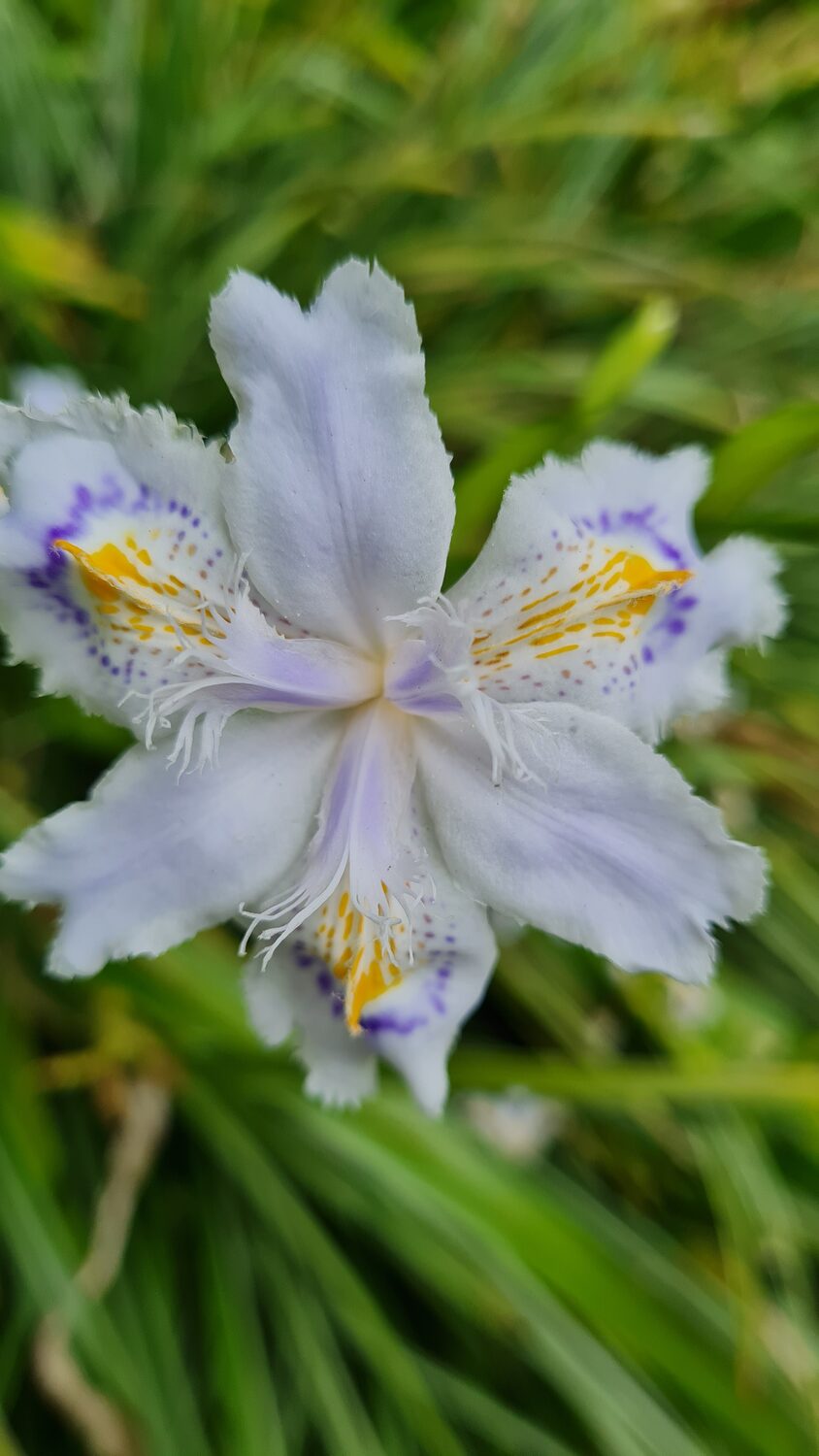 A white iris
