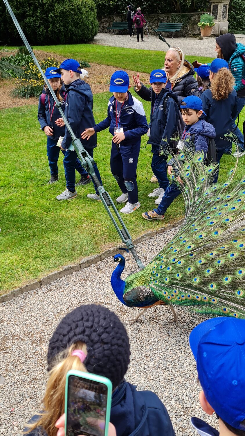 A peacock displaying to schoolchildren