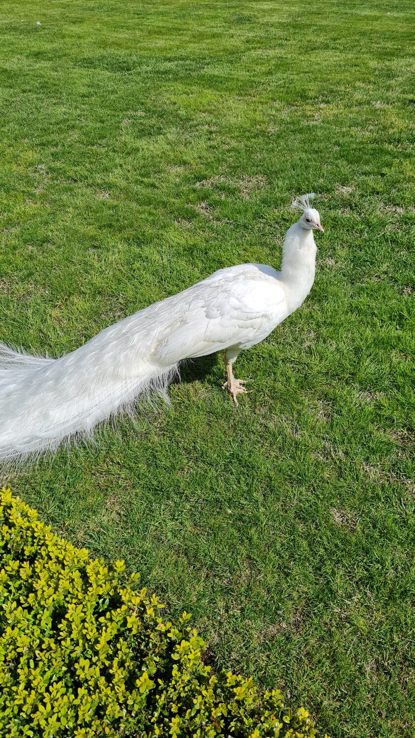 A white peacock on the lawn