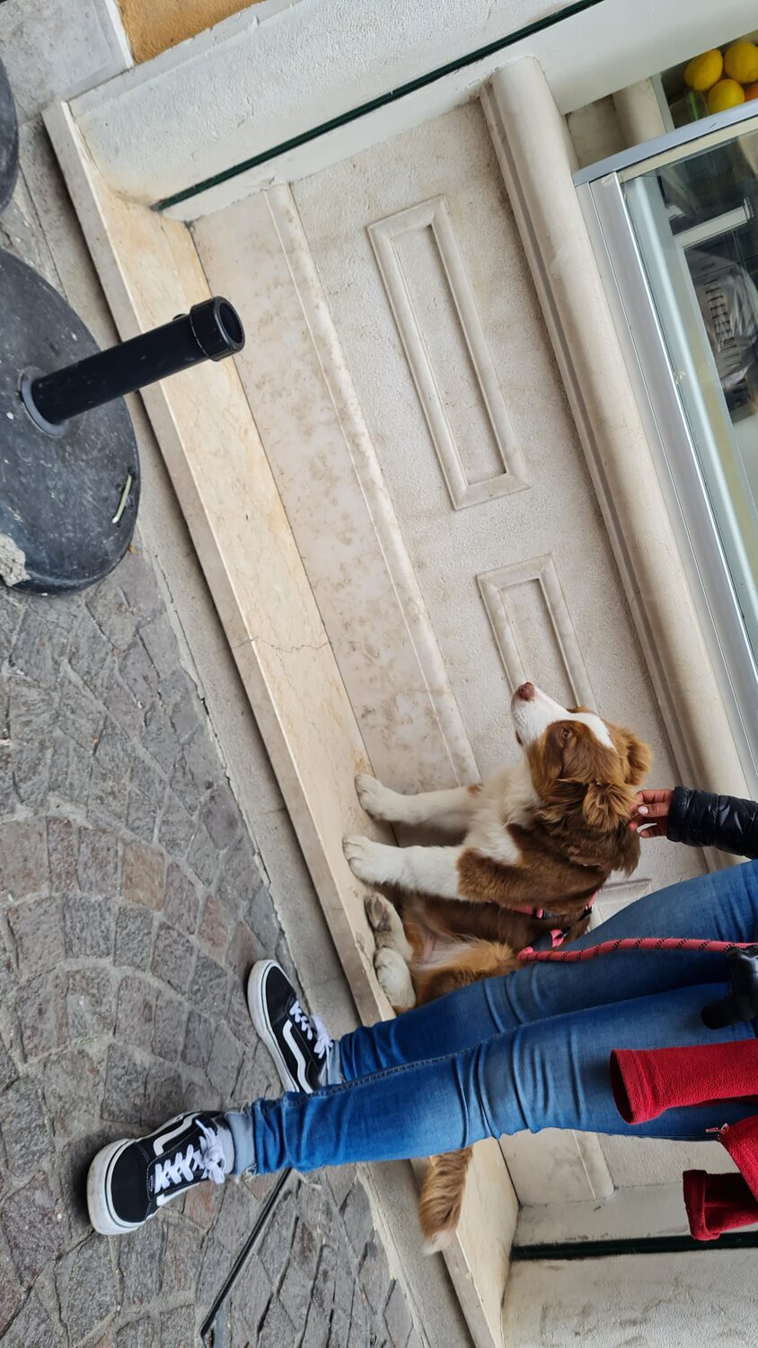 A dog in a doorway