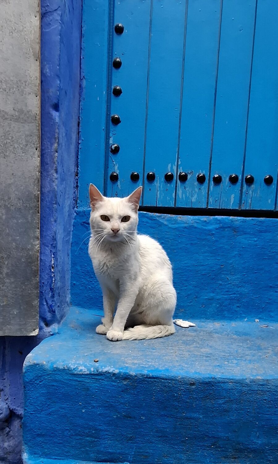 A white cat on a blue step