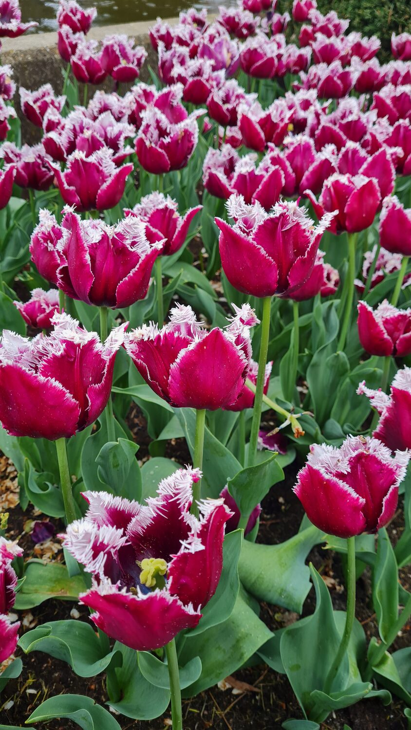 Pink and white fringed tulips