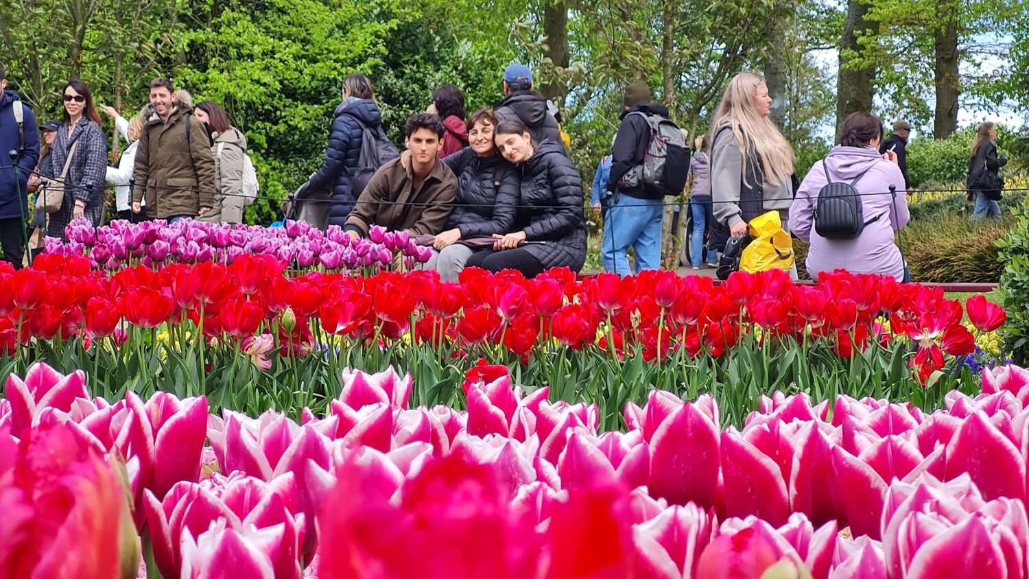 Crowds photographing the tulip beds