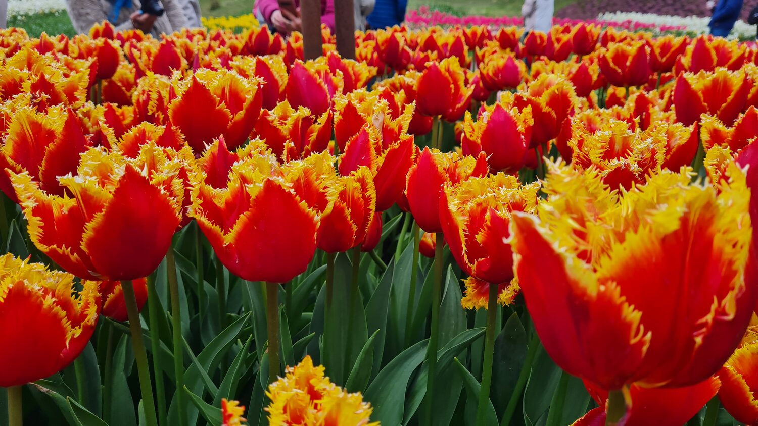 Red and yellow fringed tulips