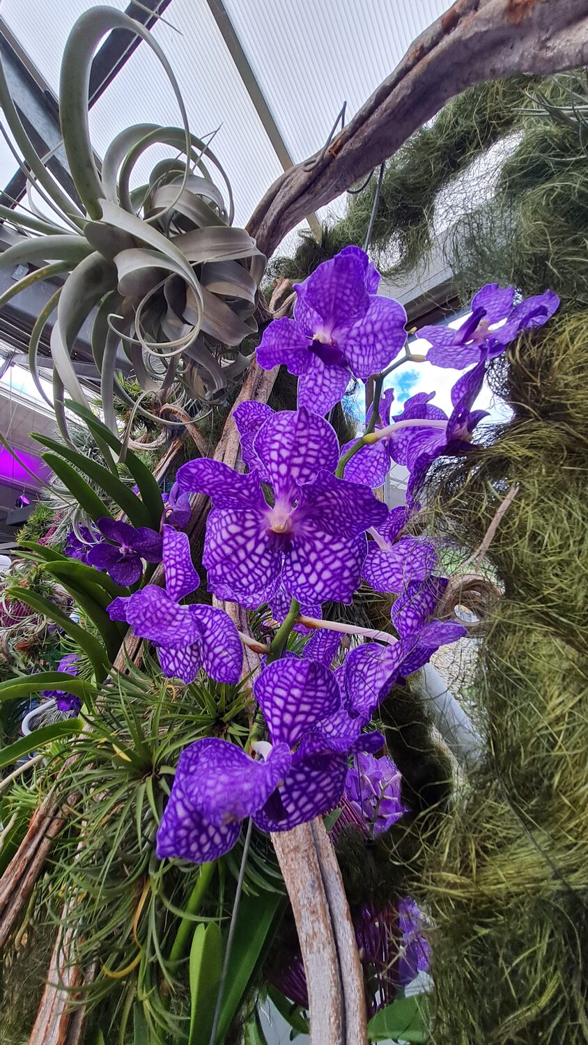 A rare Vanda orchid in the Keukenhof greenhouse