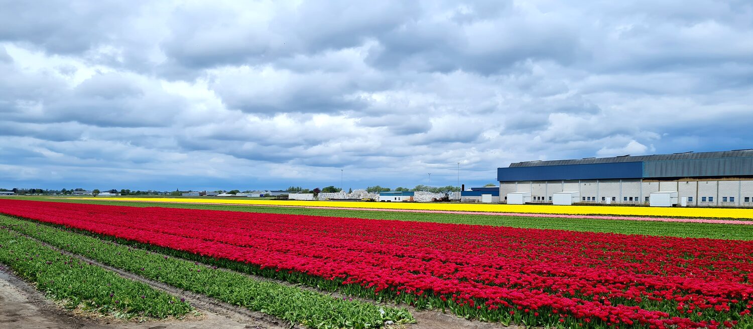 Stripes of tulips in a commercial field