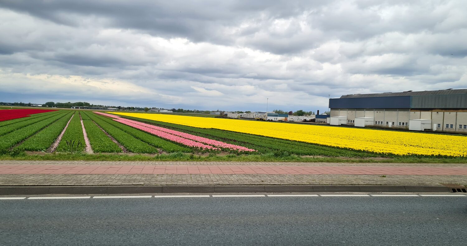 Stripes of tulips in a Dutch field